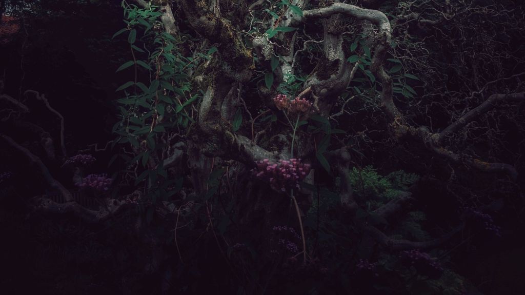 Soil and Soul Dialogues: Herma van der&nbsp;Weide