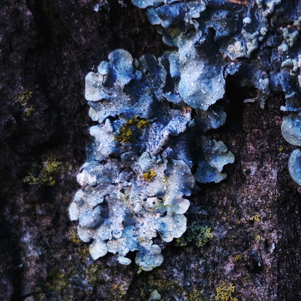 Pollinator: Paul Staring’s Cosmosis&nbsp;Quests