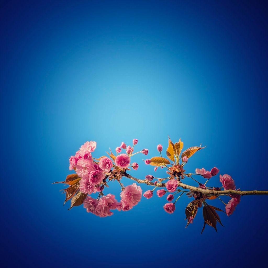 Sakura: A Spring&nbsp;Ritual