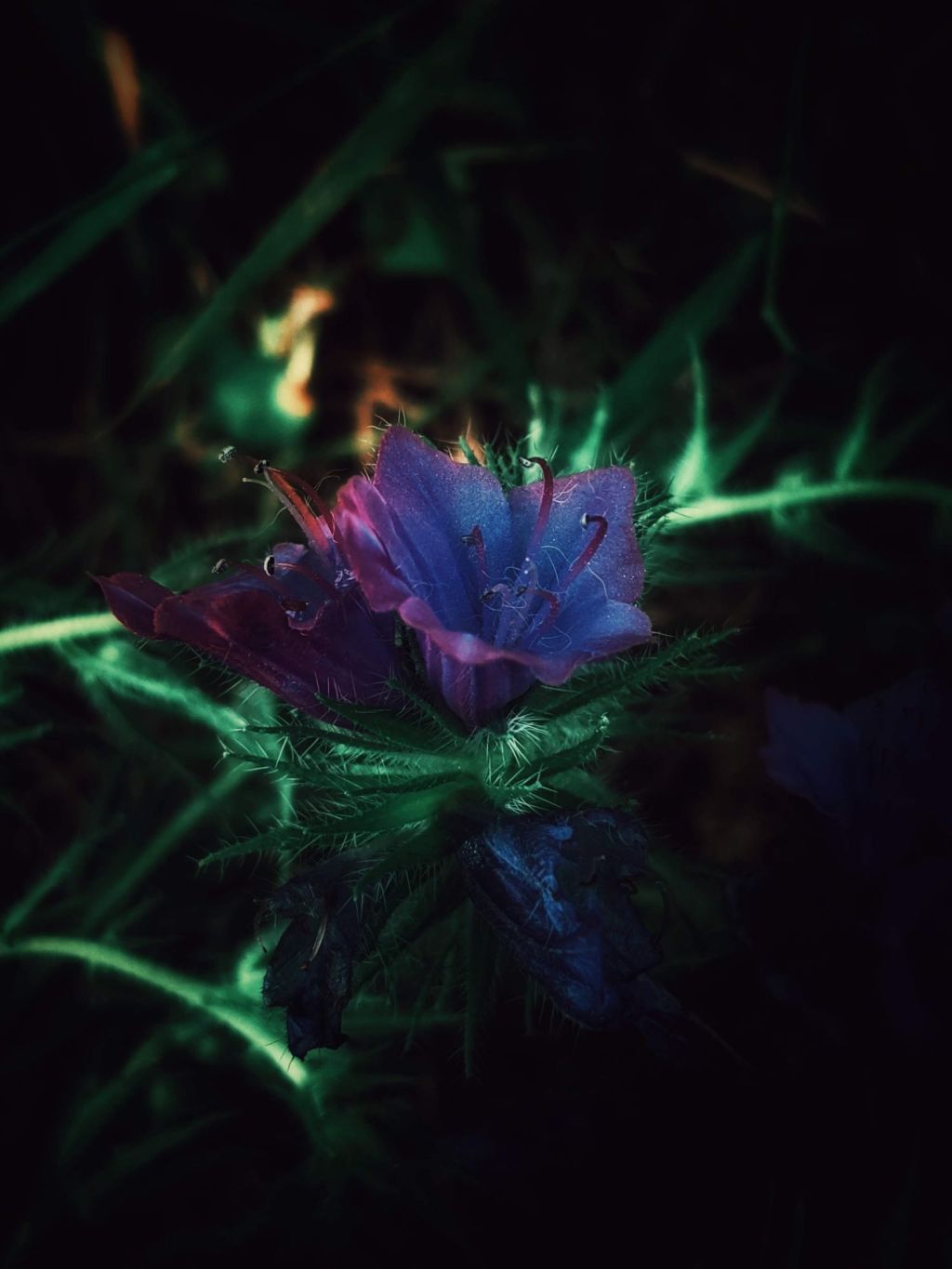 Psychic Freedom by Anni Liu (A&nbsp;Poem)