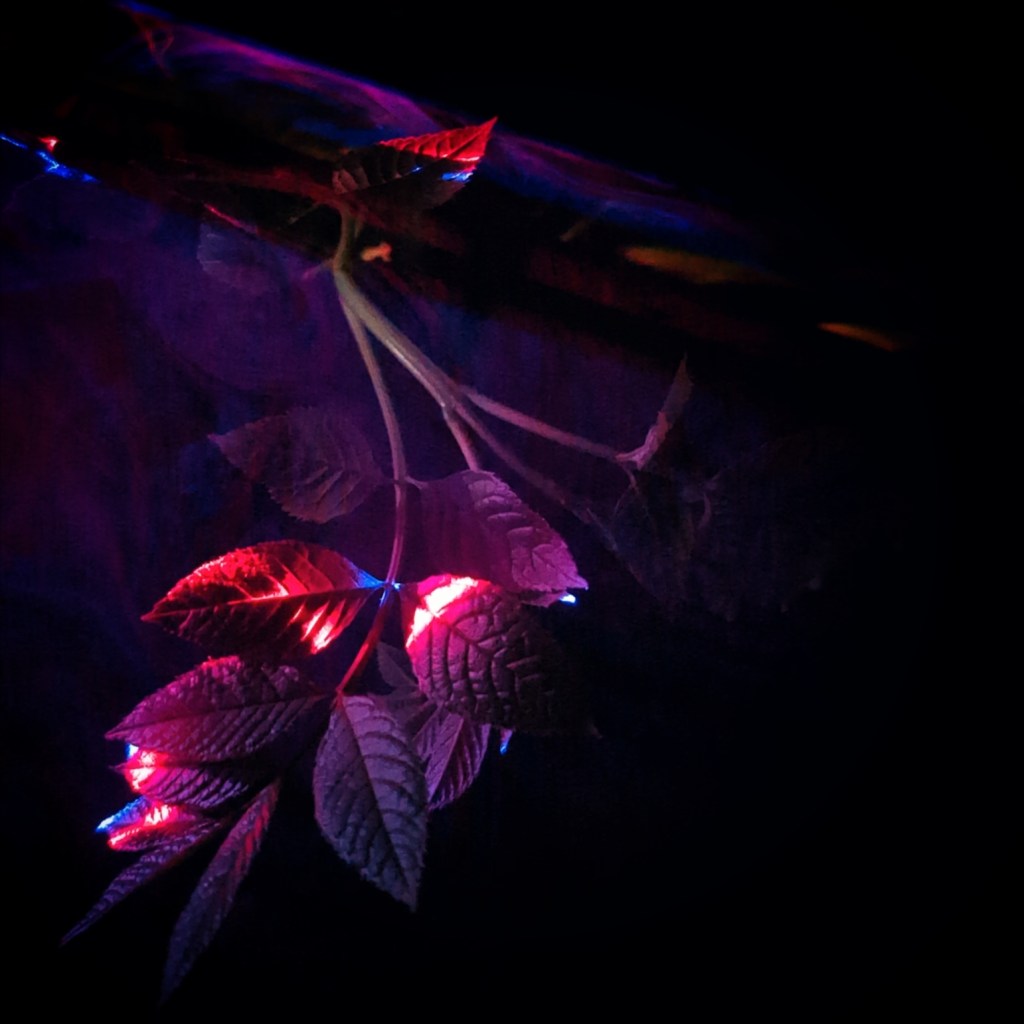 Leo Season, Lionhearts