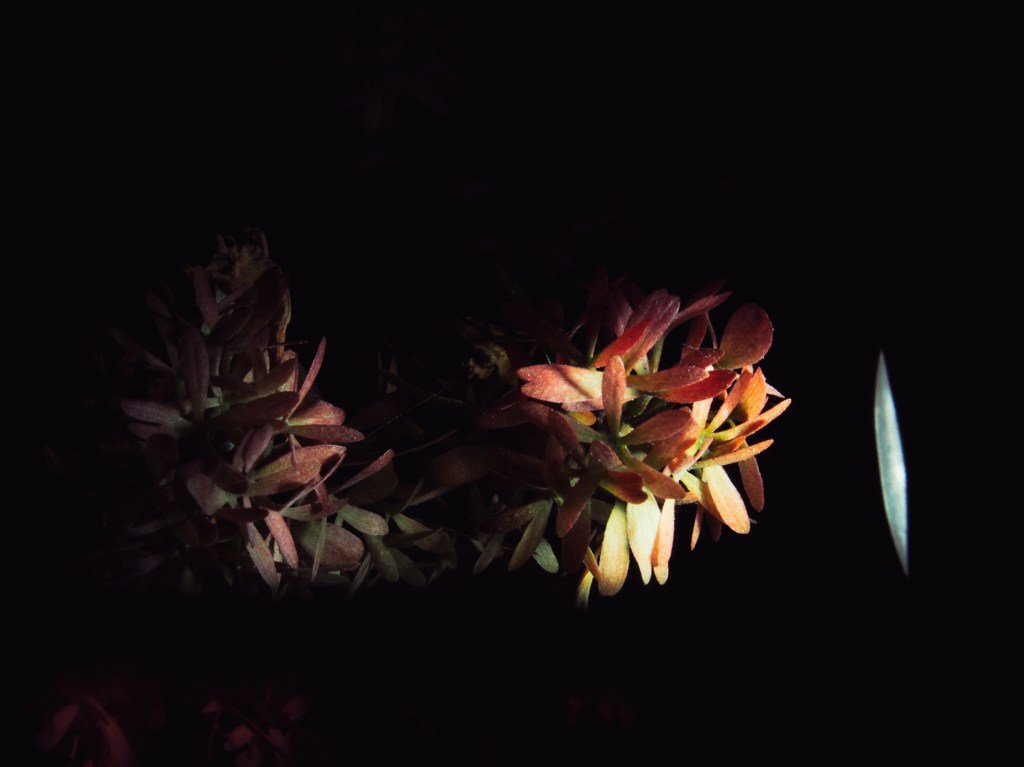 Dream of Days (Dag&nbsp;Dromen)