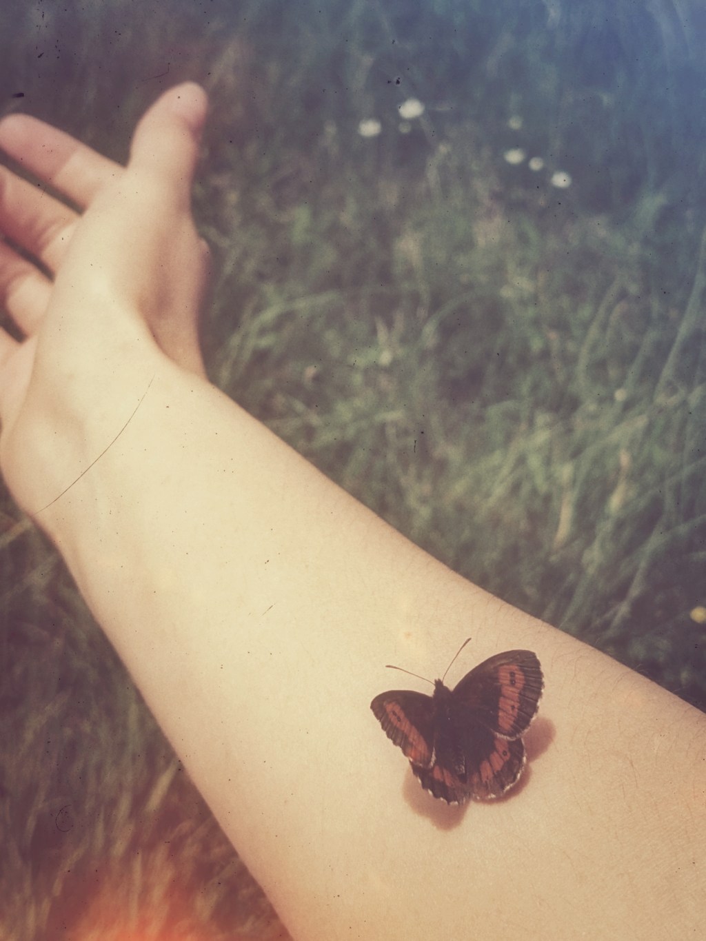 The Whole of Life by Crys&nbsp;L